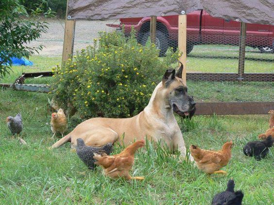 Great Dane dog lying on the grass with chicken around