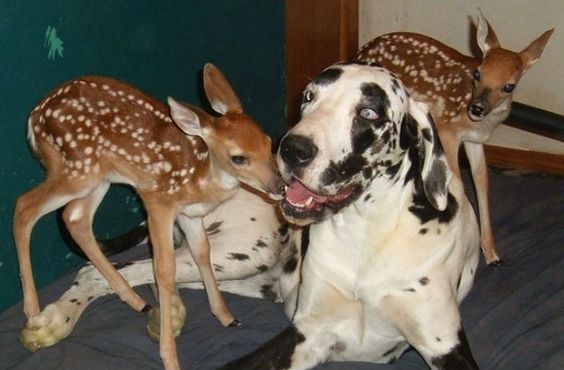 deer licking the face of a Great Dane dog