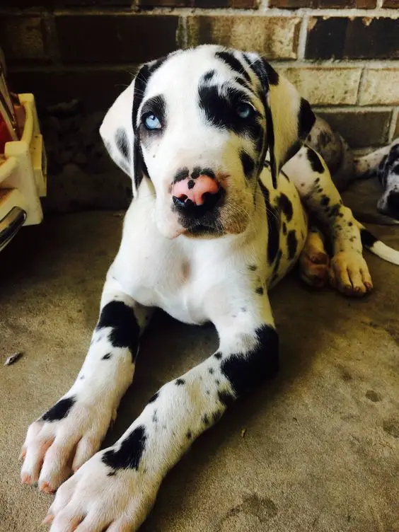 Great Dane dog resting on the floor with its sad face