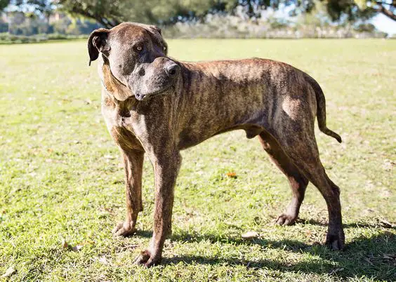 Great Dane Bullmastiff mix standing on the green grass while looking sideways