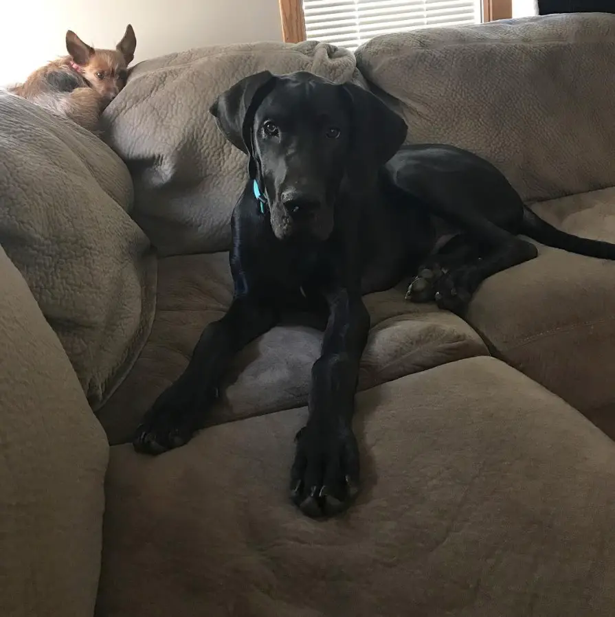 Great Dane Bullmastiff mix puppy lying on the couch with another dog behind him