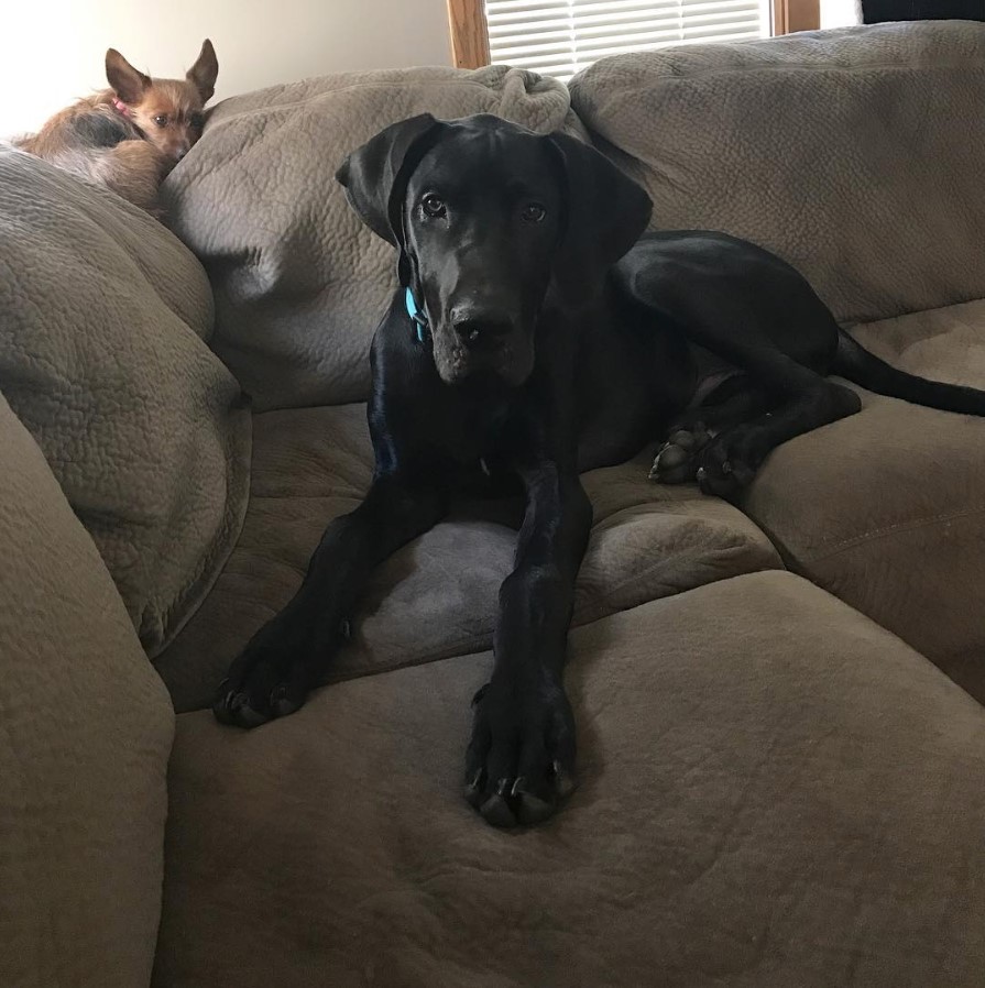 Great Dane Bullmastiff mix puppy lying on the couch with another dog behind him