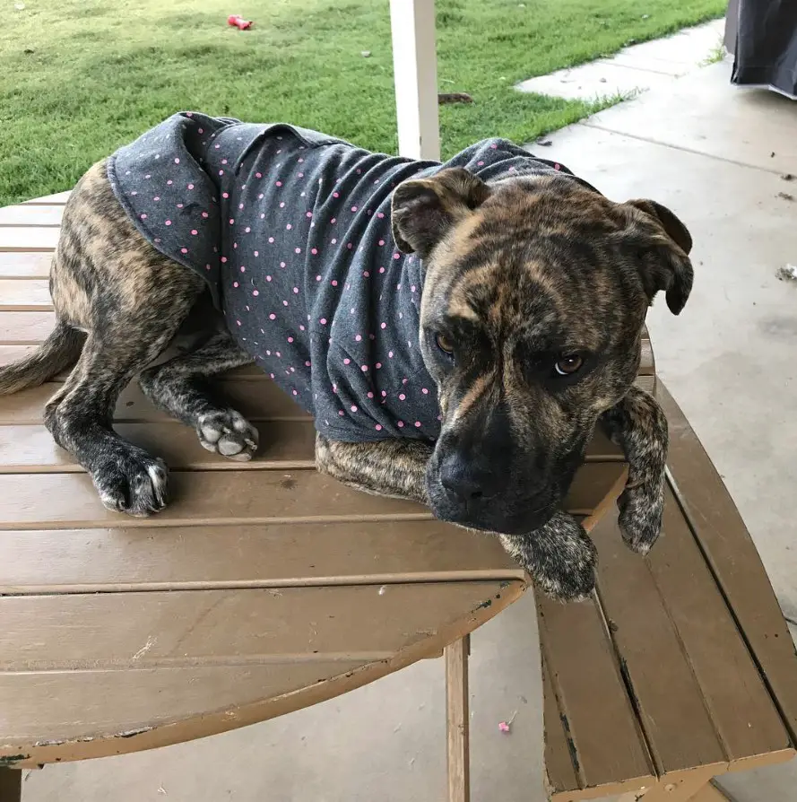 Great Dane Bullmastiff mix wearing a dress lying on top of the wooden table