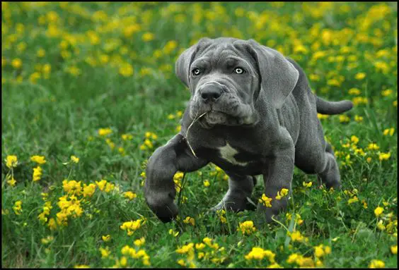 Great Dane Bullmastiff mix puppy on the green grass with yellow little flowers