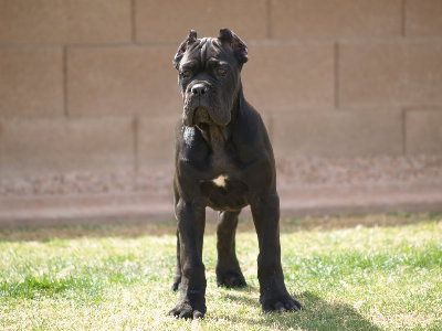 Great Dane Bullmastiff mix standing in the yard with its furious face