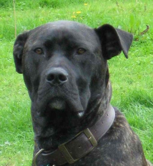 curious face of a Great Dane Bullmastiff mix green grass background