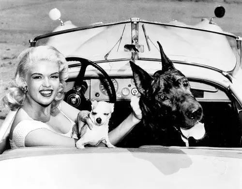 black and white Jayne Mansfield sitting inside the car with a Chihuahua and Great Dane