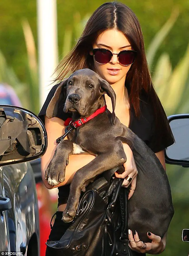 Kendall Jenner standing by the car while holding her Great Dane puppy