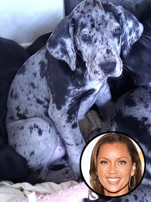Vanessa Williams' Great Dane puppy sitting on the bed