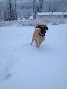 Great Dane running in snow