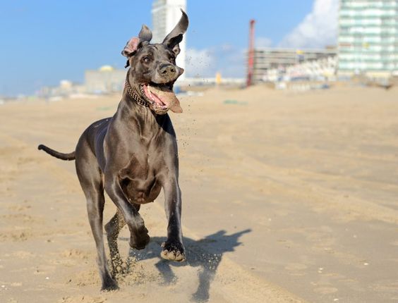 black Great Dane running in the sand with its mouth open and tongue out