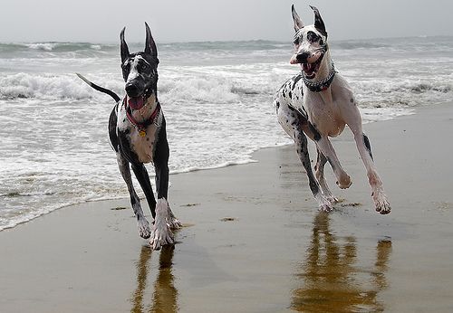 two Great Danes having fun running by the seashore
