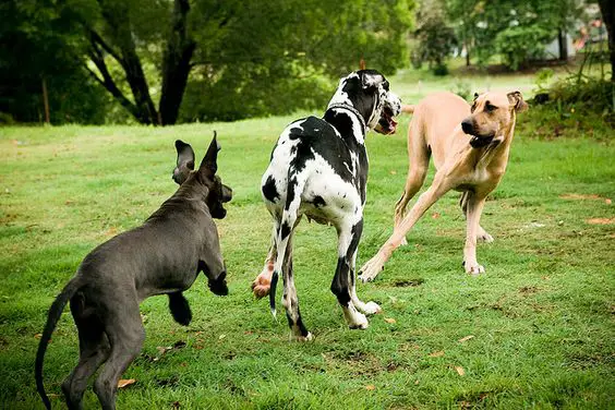 three Great Danes playing at the park