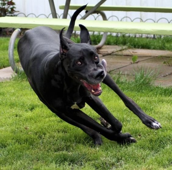 black Great Dane running at the park chasing something