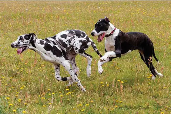 two Great Danes running in the field of wildflowers