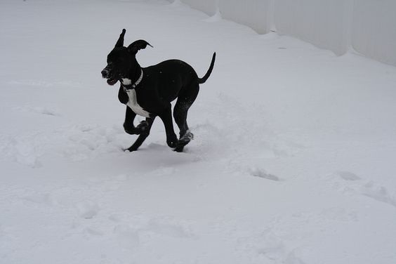 Great Dane puppy enjoying the snow outdoors