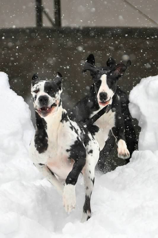 two Great Danes running in snow
