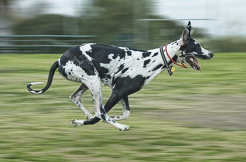 Great Dane running in the field