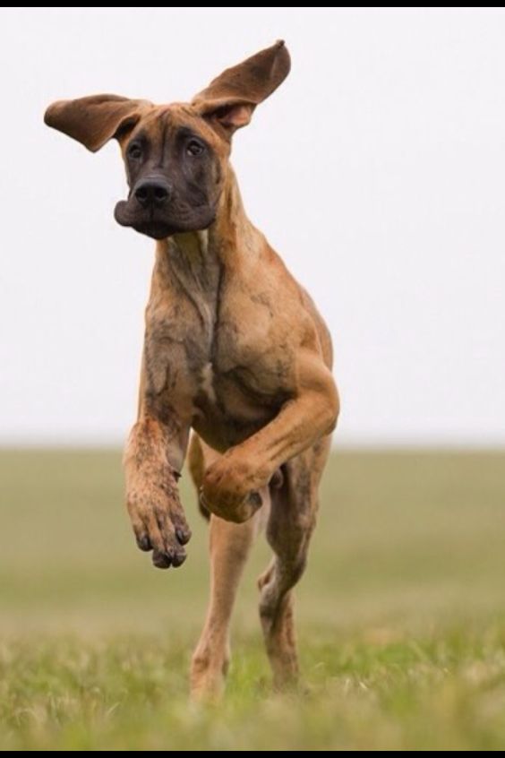 fawn Great Dane running in the field