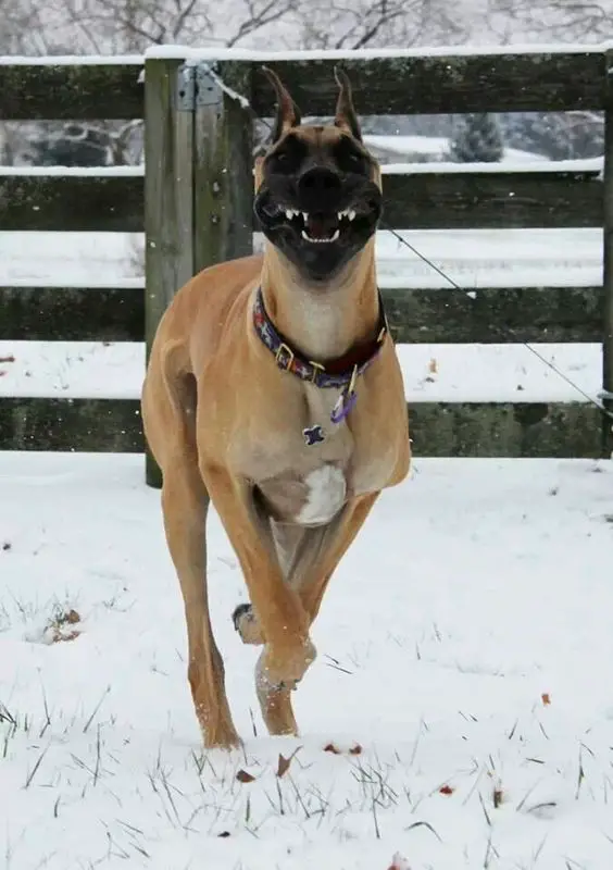fawn Great Dane running outdoors in snow while smiling