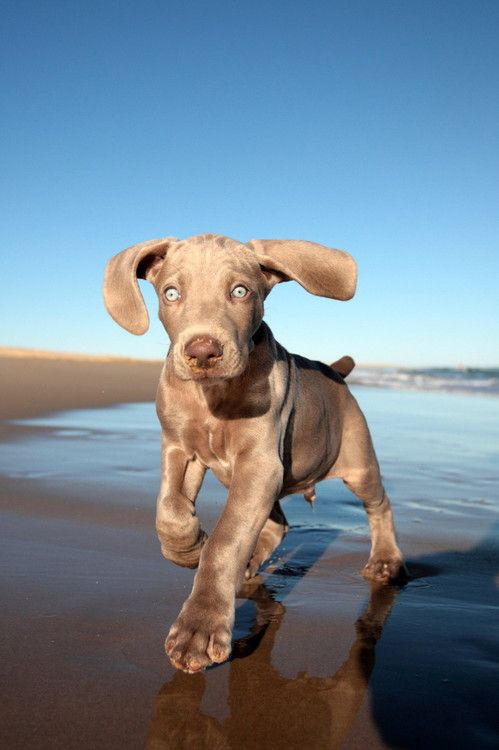 Great Dane puppy running by the seashore