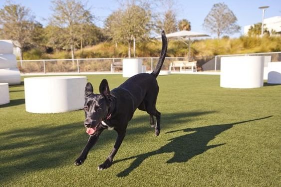 black Great Dane running in the yard under the sun