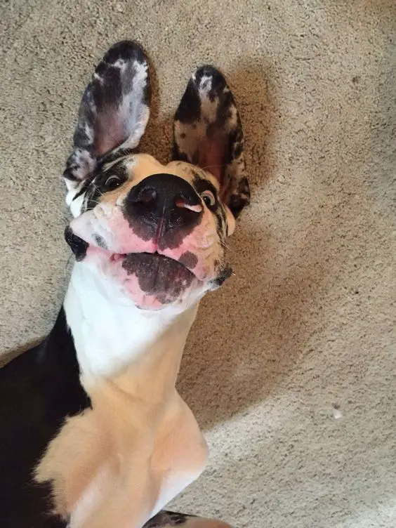Great Dane dog lying on the ground with funny face
