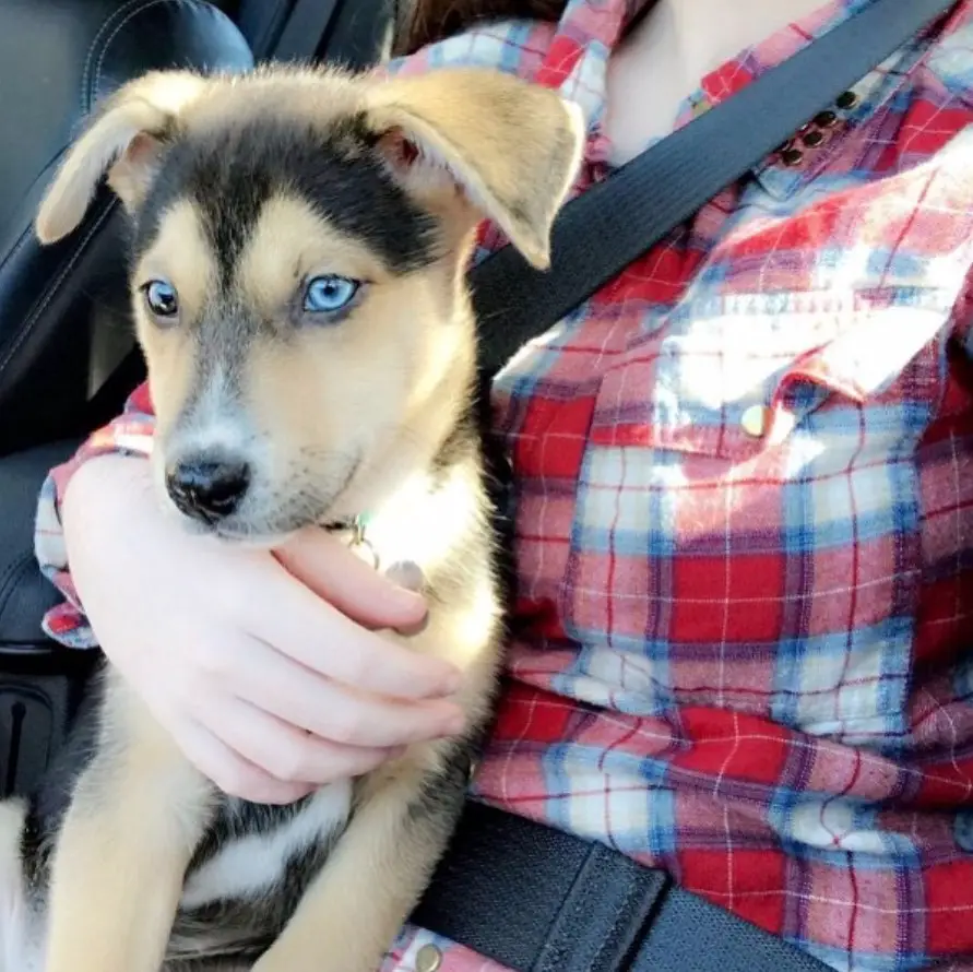 A Great Dane Husky mix puppy sitting in the passenger seat with a woman