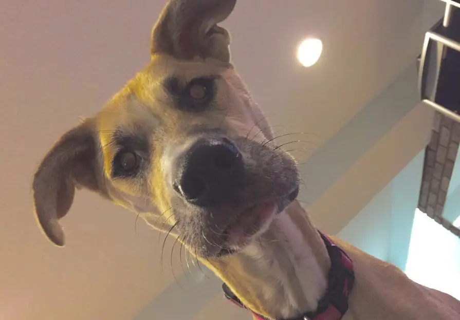 A Great Dane Husky mix looking down