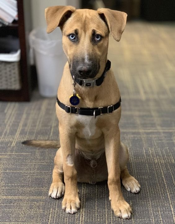 A Great Dane Husky mix sitting on the floor with its sad face