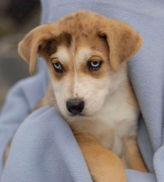 A Great Dane Husky mix puppy snuggled in blanket