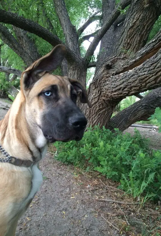 A Great Dane Husky mix standing at the park while staring and with its one ear up