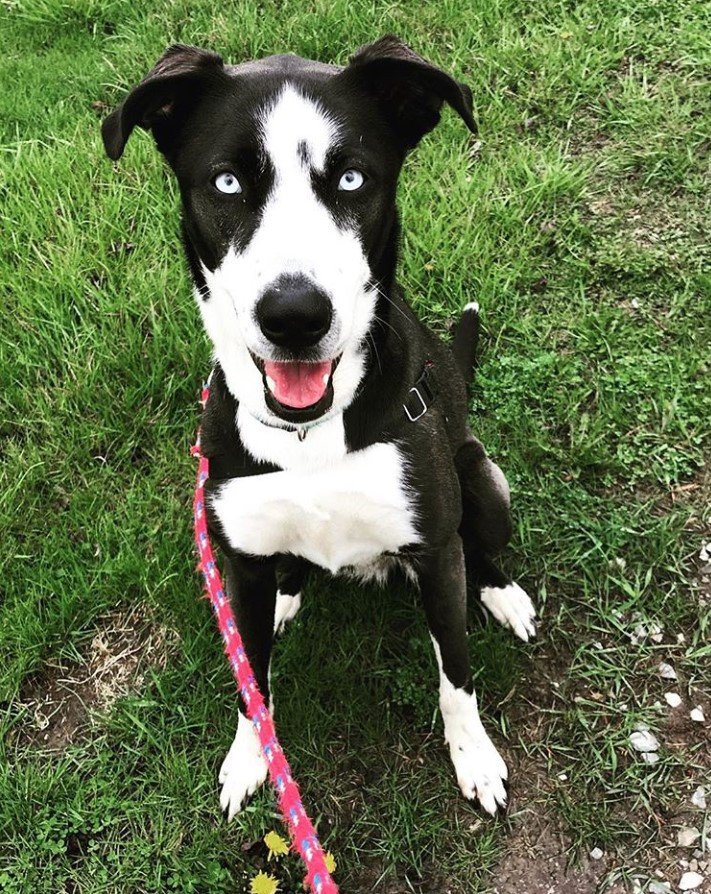 A Great Dane Husky mix sitting on the grass