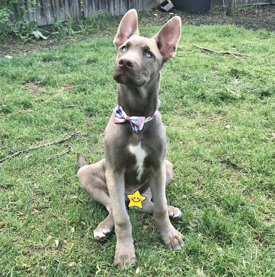 great dane mixed with husky