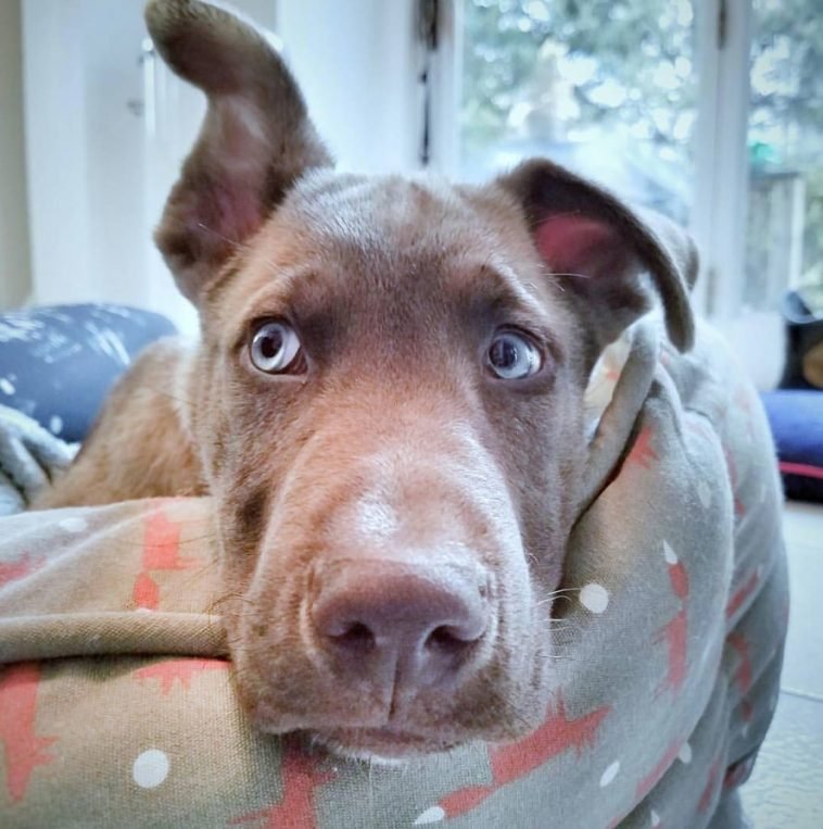 A Great Dane Husky mix lying on its bed