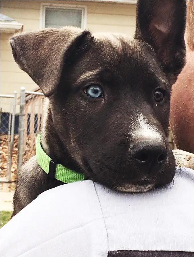 A Great Dane Husky mix puppy in the arms of a man