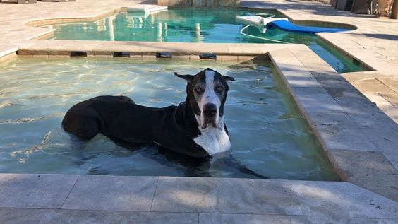 Great Dane dog lying on the kiddie pool
