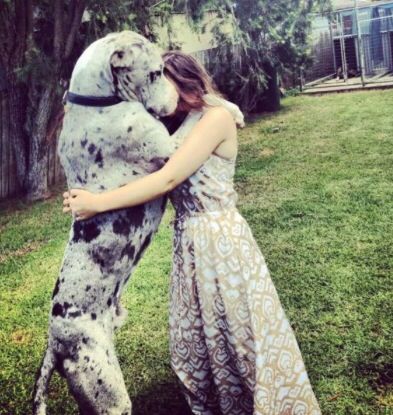 Great Dane dog dancing with a girl in the yard