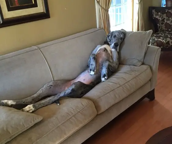 Great Dane dog lying on the couch