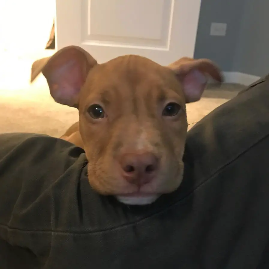 A Great Danebull puppy with its face on top of the legs of a person on the bed
