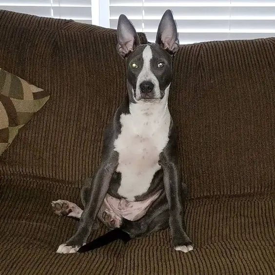 A Great Danebull sitting on the couch