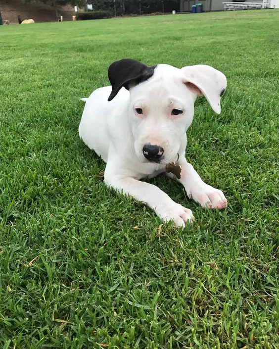 A Great Danebull puppy lying on the grass
