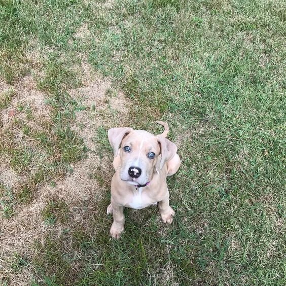 A Great Danebull sitting on the grass with its curious face