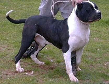 A Great Danebull standing on the grass with a person next to him