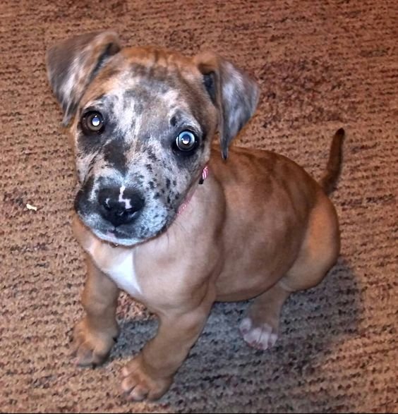 A Great Danebull puppy sitting on the floor