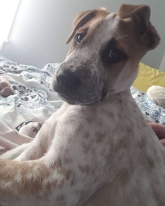 A Great Danebull lying on the bed