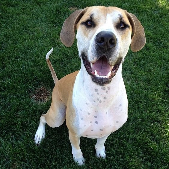 A Great Danebull sitting on the grass while smiling