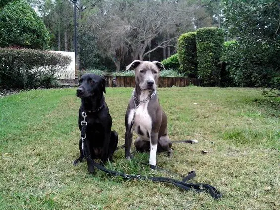 two Great Danebull sitting in the yard