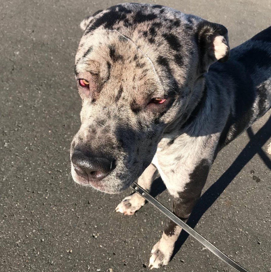 A Great Danebull standing on the pavement under the sun