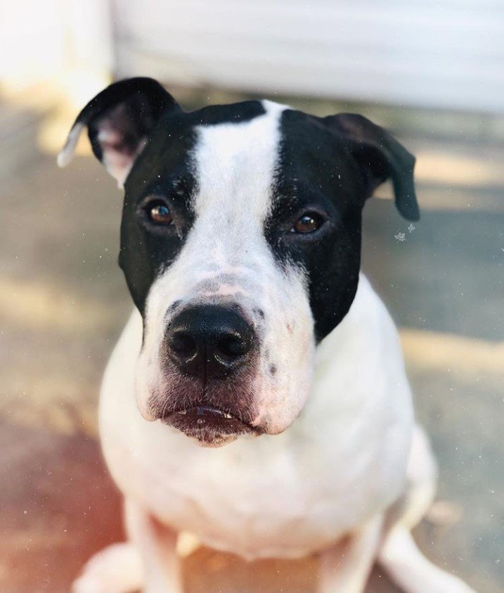 A Great Danebull sitting on the pavement with its curious face